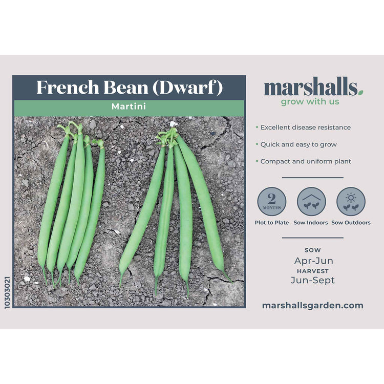 French Bean Seeds 'Martini'