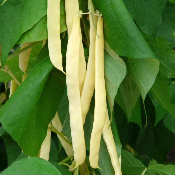 Haricot Bean Seeds 'Golden Gate'