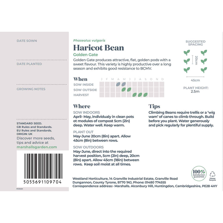 Haricot Bean Seeds 'Golden Gate'