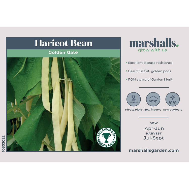 Haricot Bean Seeds 'Golden Gate'