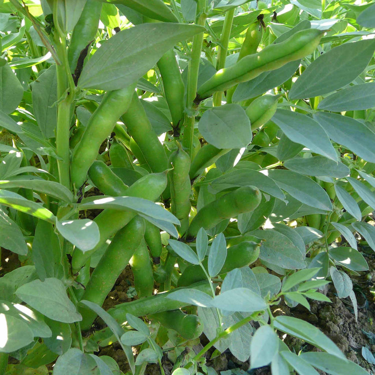 Broad Bean Seeds 'Duet'