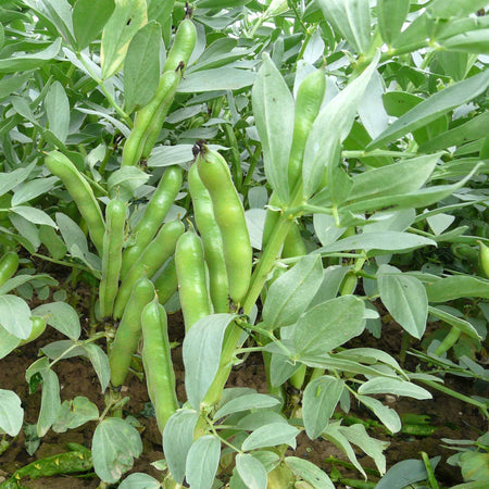 Broad Bean Seeds 'Duet'