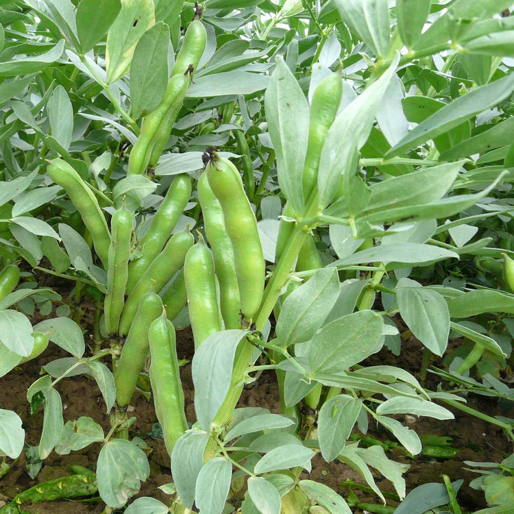 Broad Bean Seeds 'Duet' | Marshalls Garden