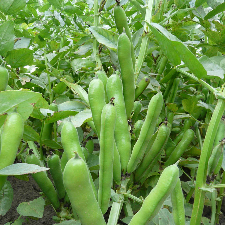 Broad Bean Seeds 'Duet'