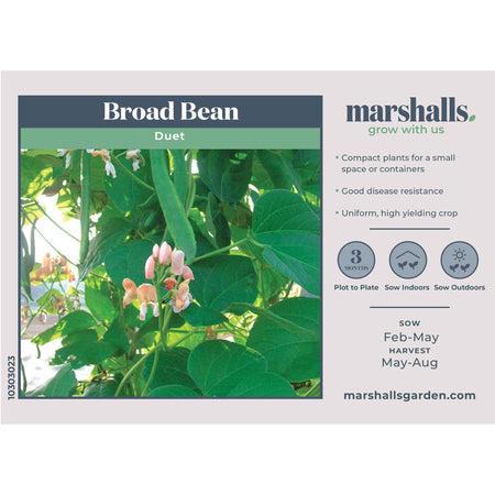 Broad Bean Seeds 'Duet'