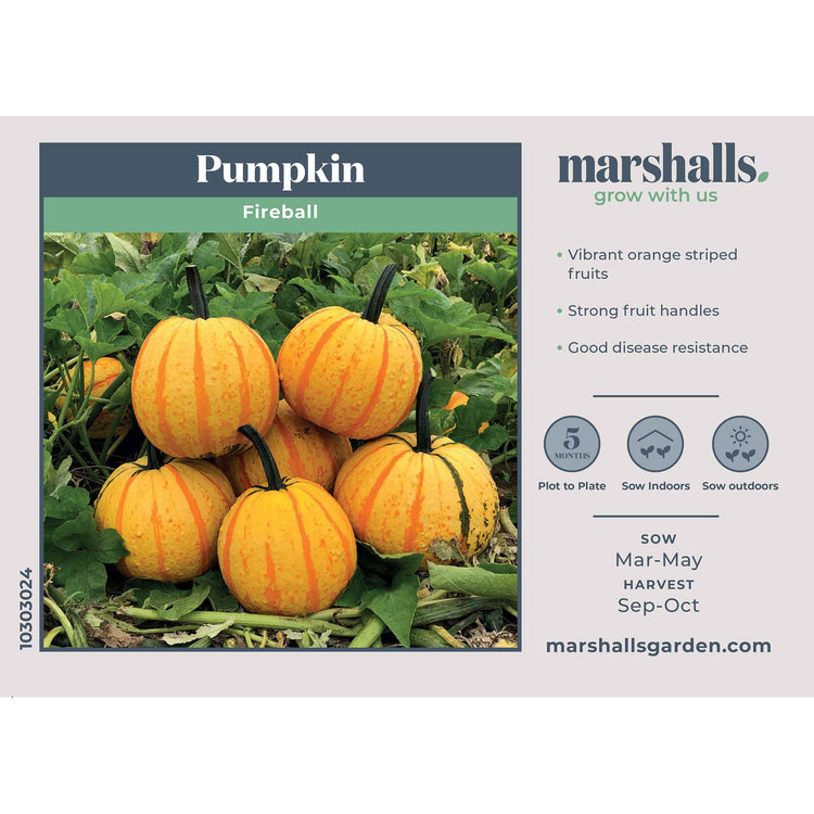 Pumpkin Seeds' Fireball'