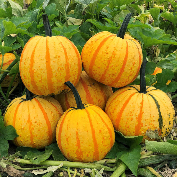 Pumpkin Seeds' Fireball'