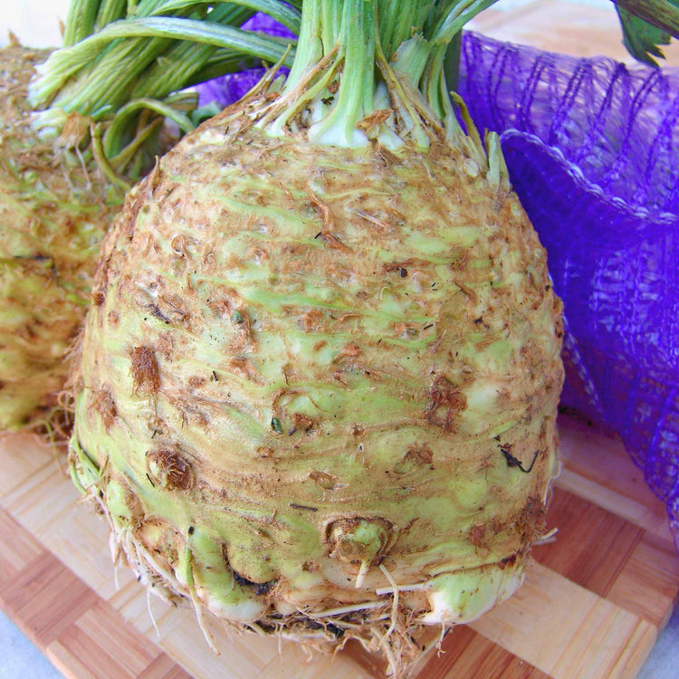 Celeriac Seeds 'Monet'