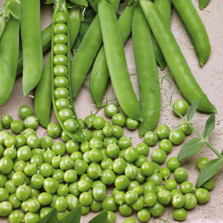 Pea Plant 'Hurst Green Shaft'