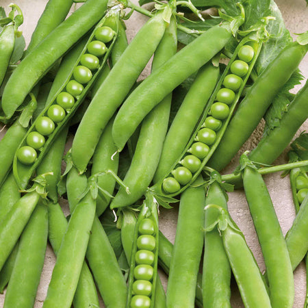 Pea Seeds 'Hurst Green Shaft'