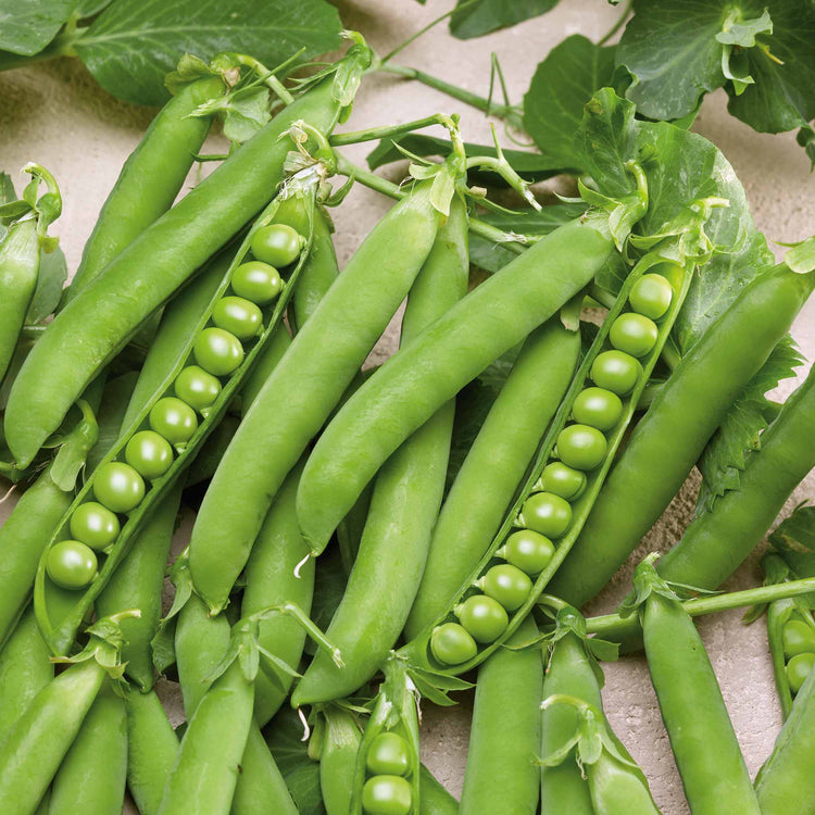 Pea Plant 'Hurst Green Shaft'