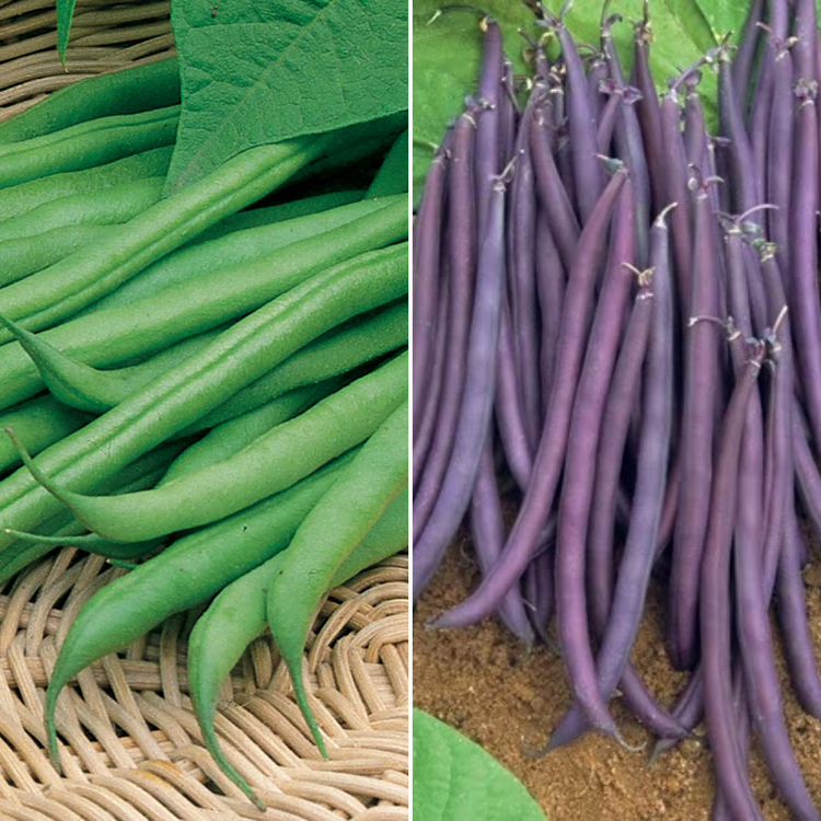 French Bean Seeds Duo Pack