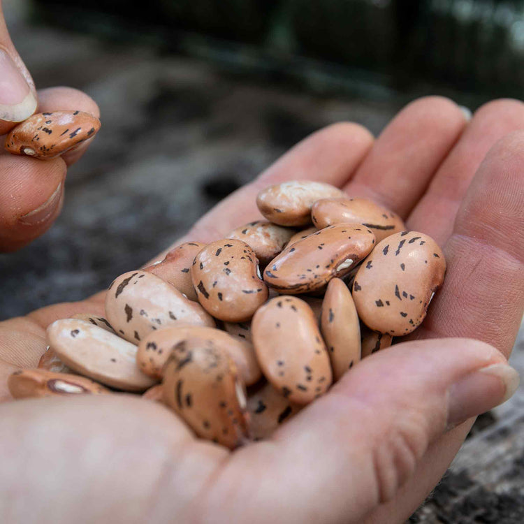 Runner Bean Seeds 'Firestorm' & 'White Lady' Duo