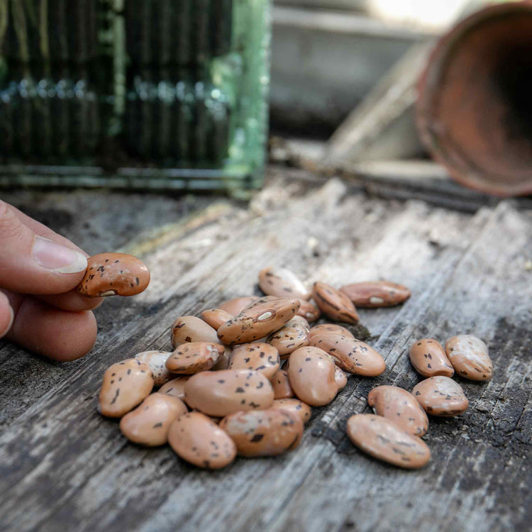 Runner Bean Seeds 'Firestorm' & 'White Lady' Duo