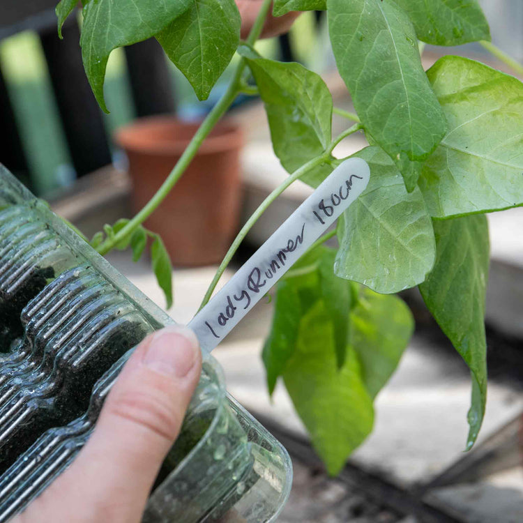 Runner Bean Seeds 'White Lady'