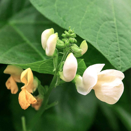 Runner Bean Seeds 'Firestorm' & 'White Lady' Duo