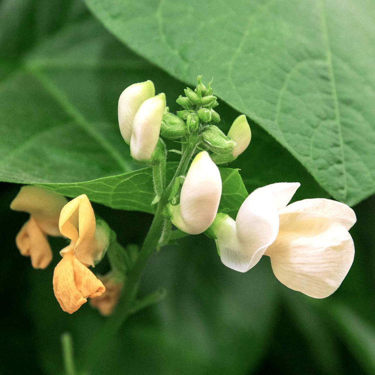 Runner Bean Seeds 'White Lady'