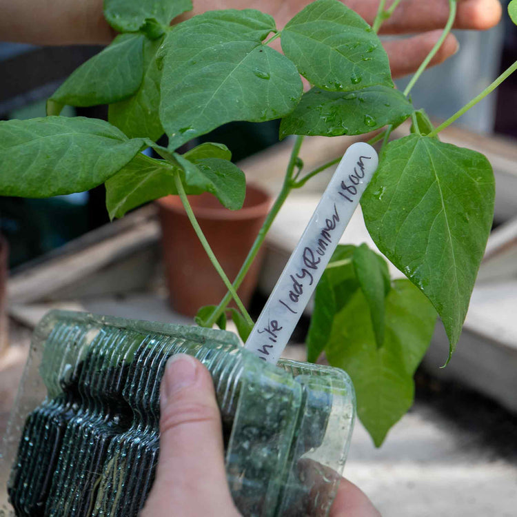 Runner Bean Seeds 'Firestorm' & 'White Lady' Duo