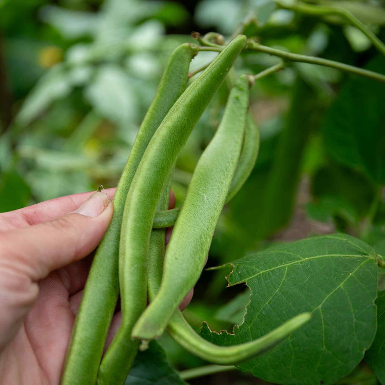 Runner Bean Seeds 'White Lady'