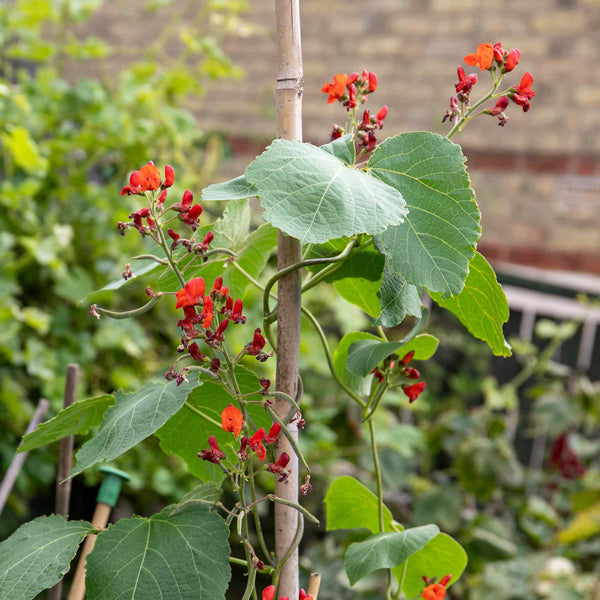 Runner Bean Plant 'Firestorm'