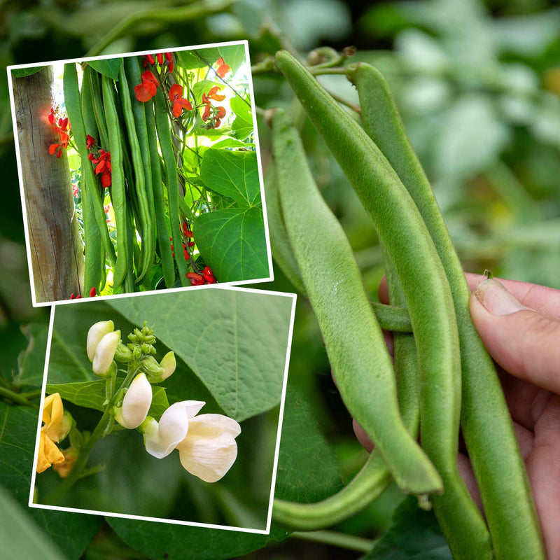 Runner Bean Seeds 'Firestorm' & 'White Lady' Duo