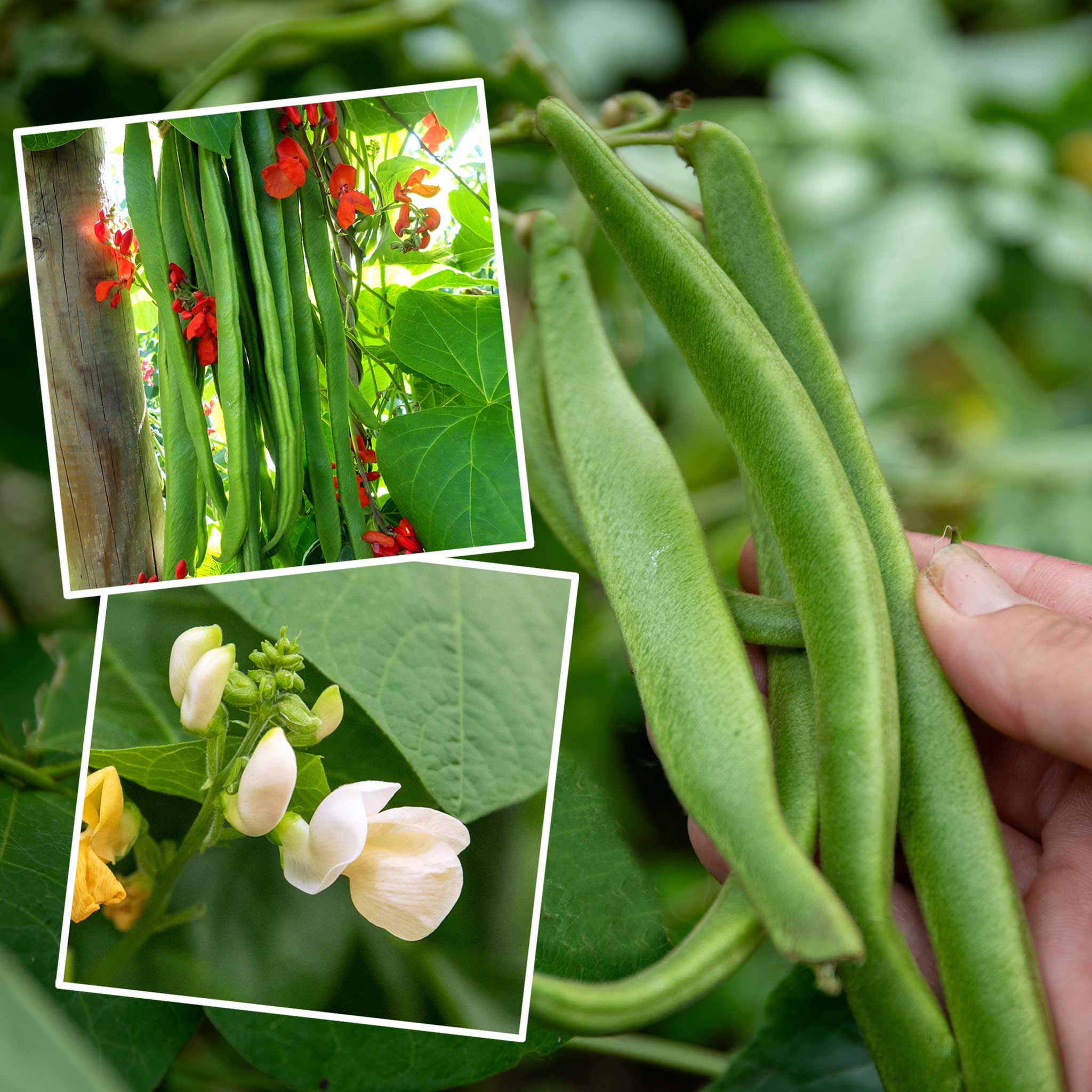 Runner Bean Seeds Firestorm & White Duo