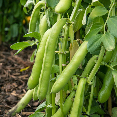 Broad Bean Seeds 'De Monica'