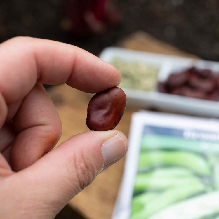 Broad Bean Seeds 'De Monica'