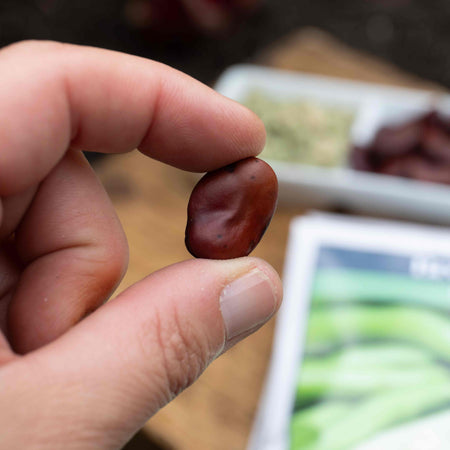 Broad Bean Seeds 'Meteor Vroma'
