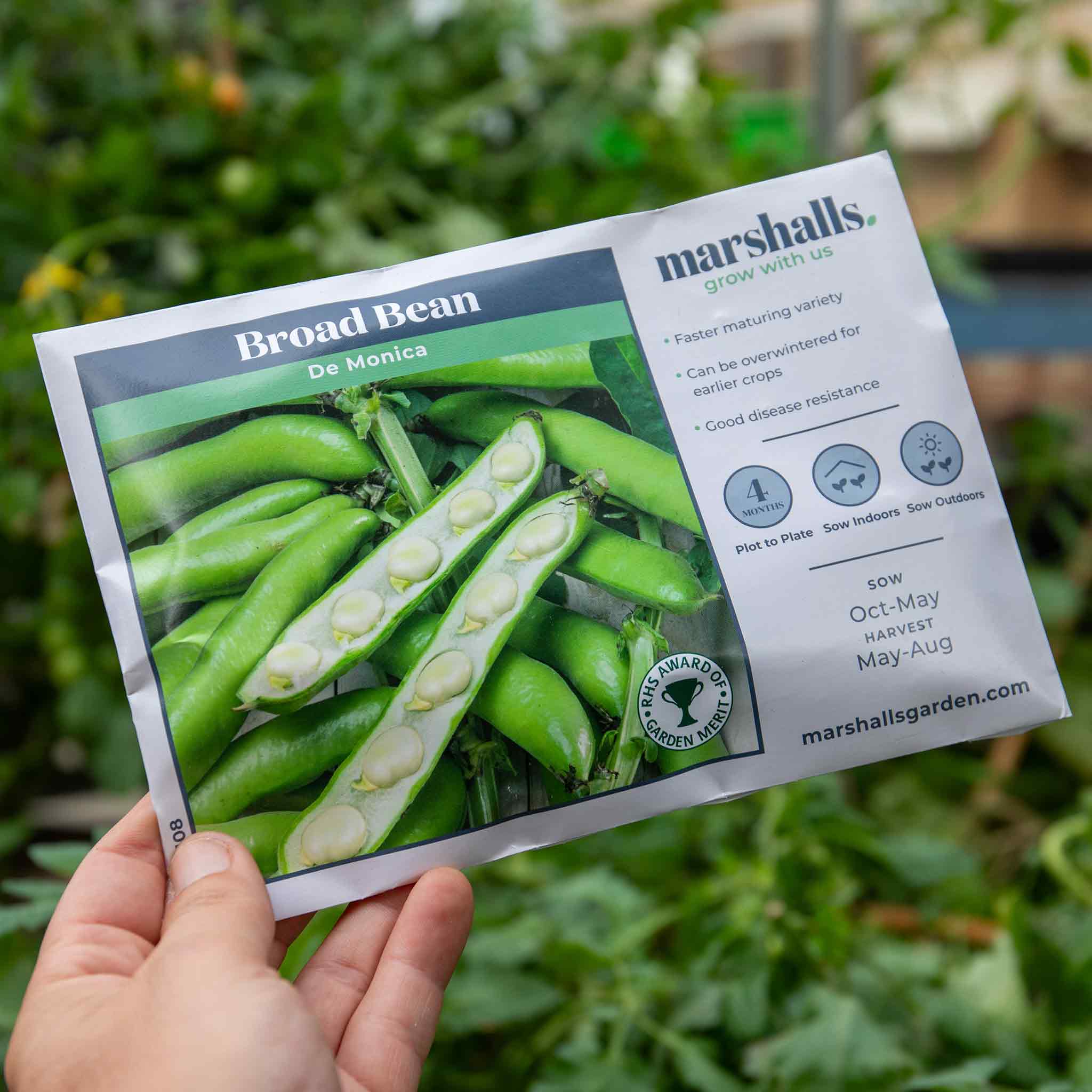 Broad Bean Seeds 'De Monica' Buy Broad Bean Seeds Online Broad Bean Seeds for Sale