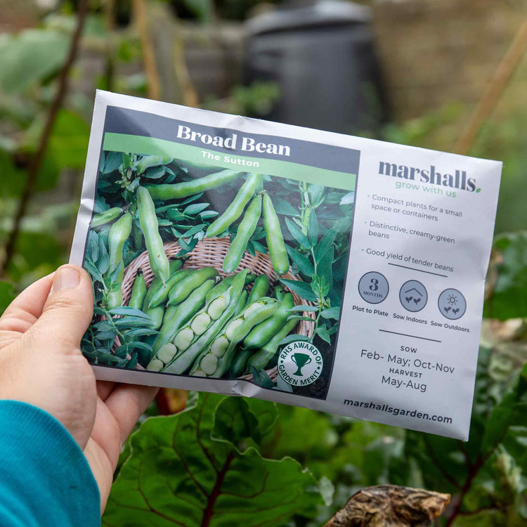 Broad Bean Seeds 'The Sutton'