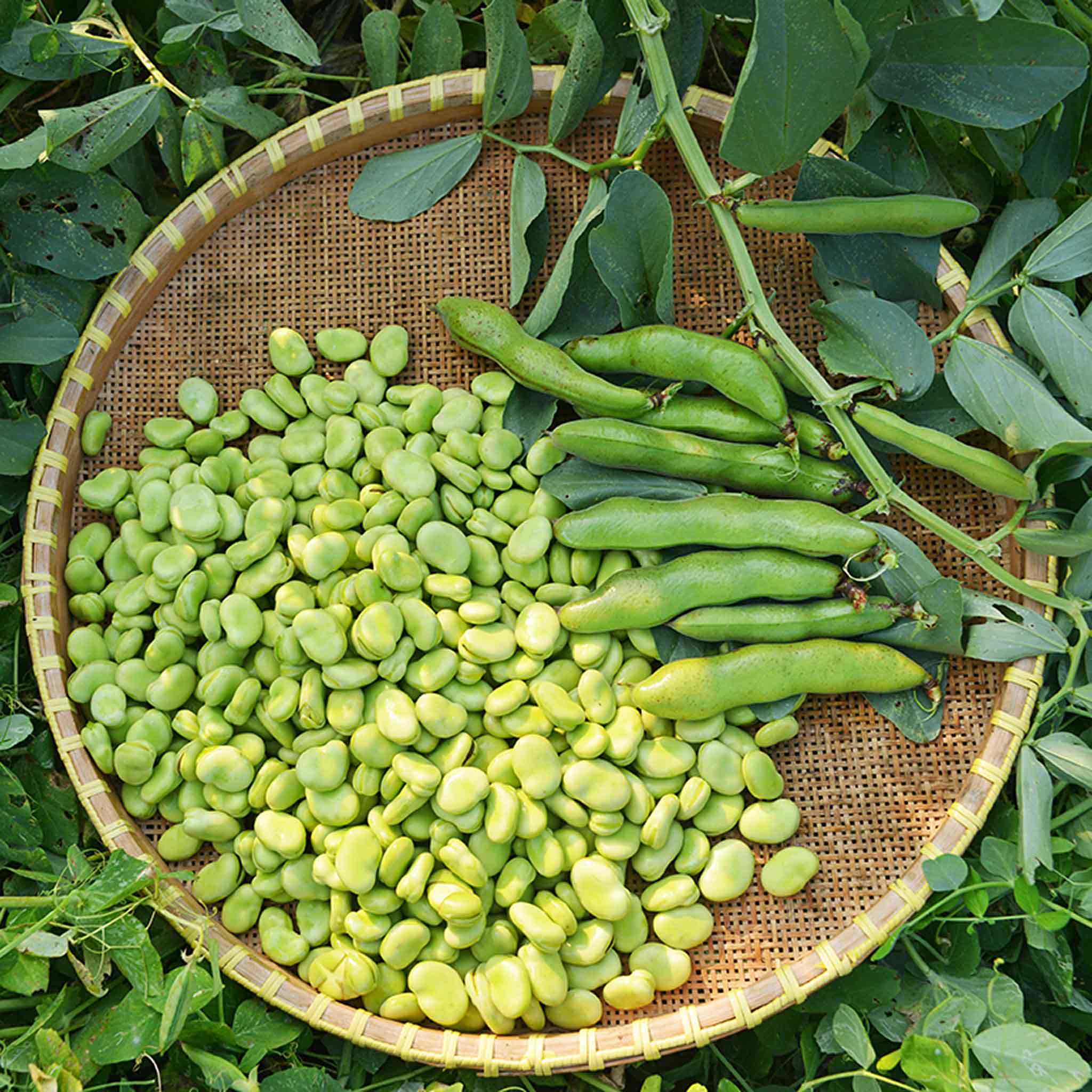 Broad Bean Seeds Sutton