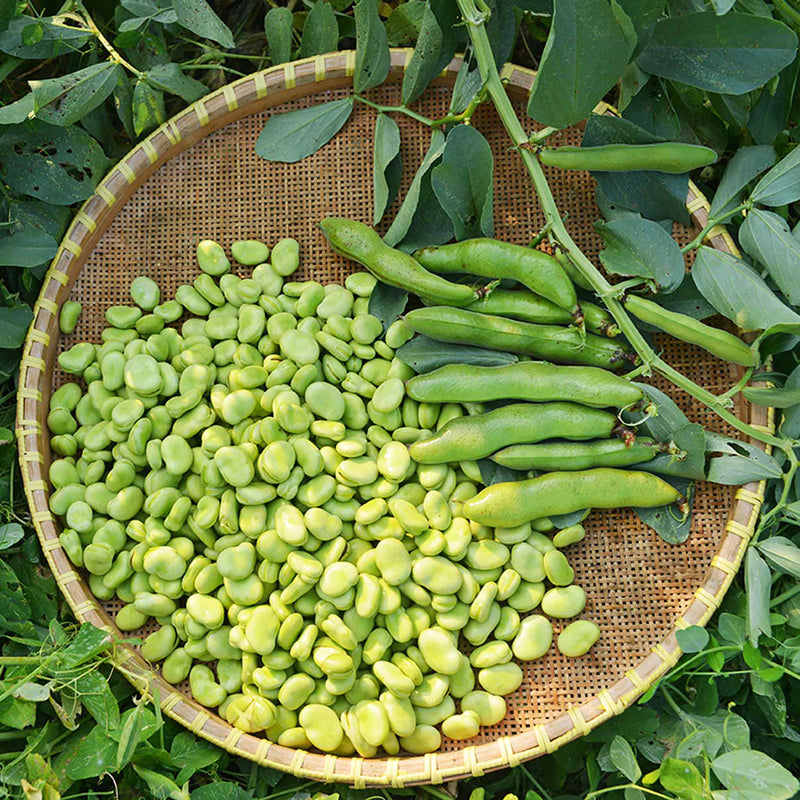 Broad Bean Plant 'The Sutton'