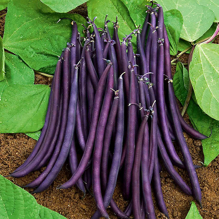 French Bean Dwarf Seeds 'Amethyst'