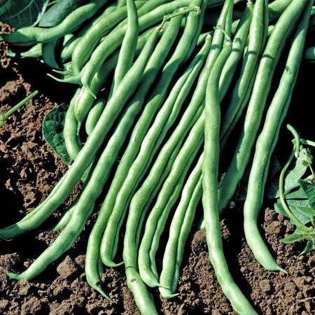 French Bean Climbing Seeds 'Monte Cristo'