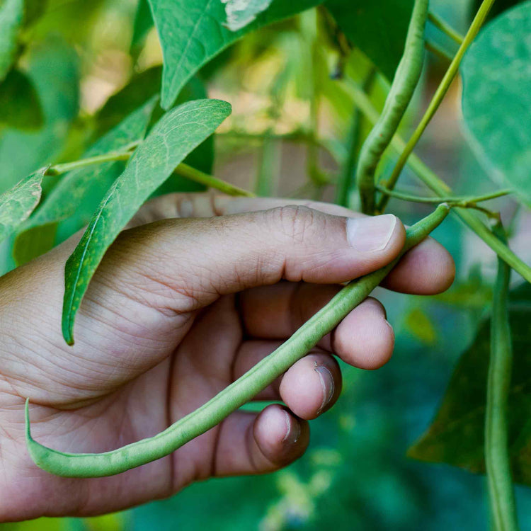 French Bean Dwarf Seeds 'Delinel'