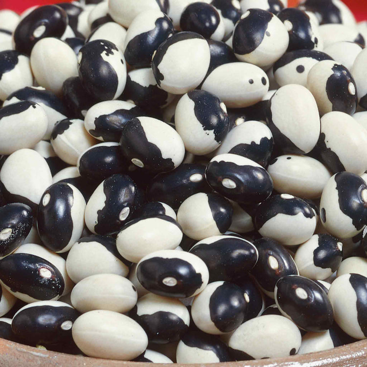 French Bean Dwarf Seeds 'Yin Yang'