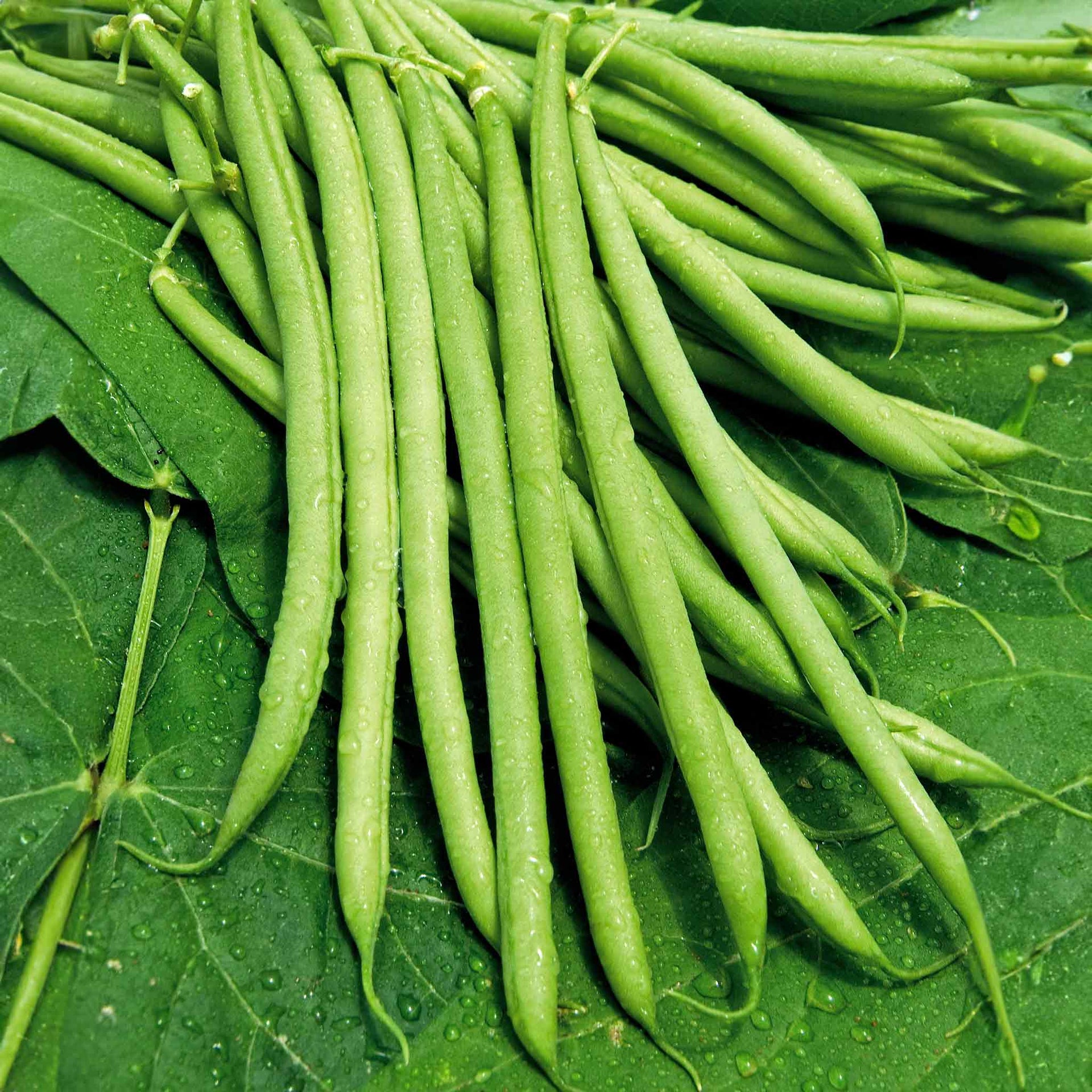 Dwarf French Bean Seeds 'Castandel' Buy Dwarf French Bean Seeds