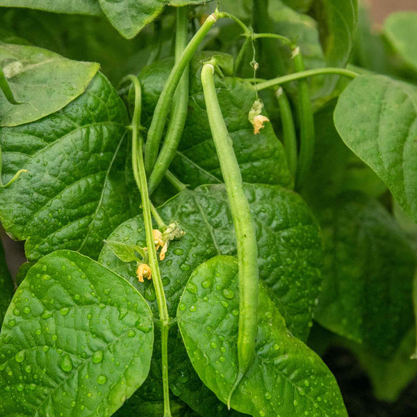 French Bean Dwarf Seeds 'Safari (Kenya Bean)'