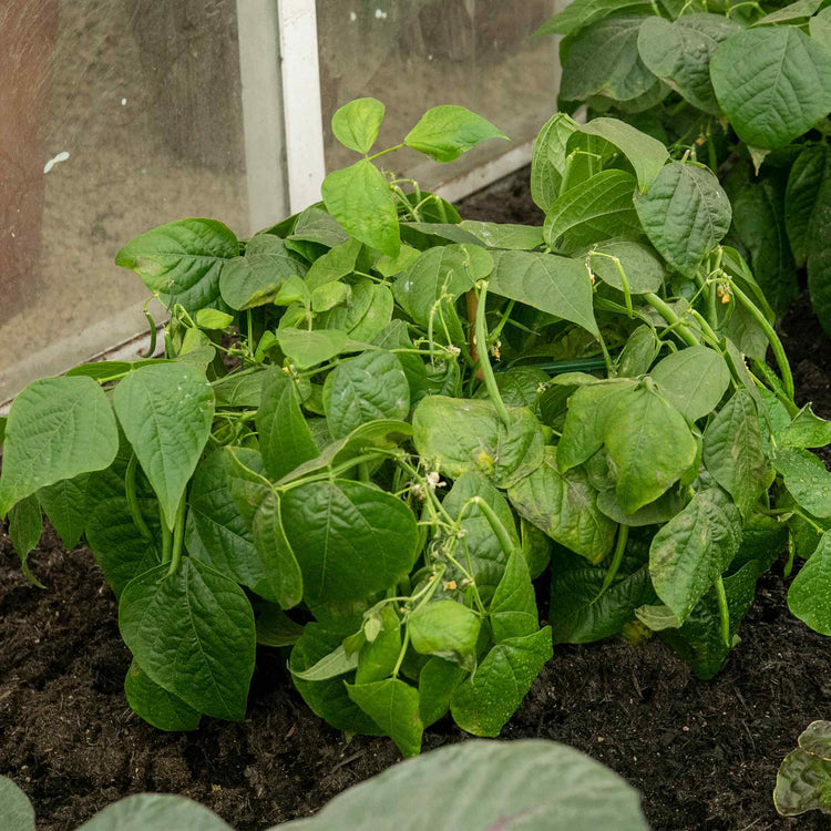 French Bean Dwarf Seeds 'Safari (Kenya Bean)'