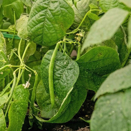 French Bean Dwarf Seeds 'Safari (Kenya Bean)'