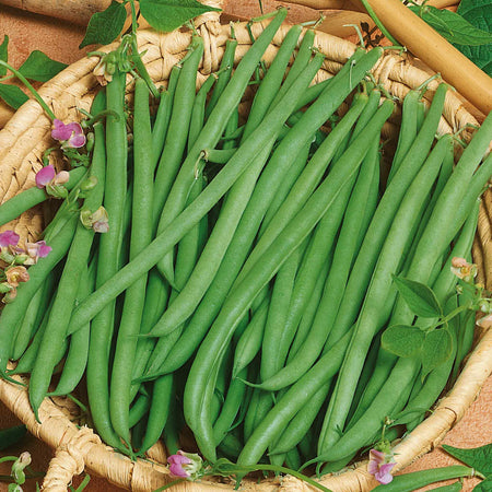 French Bean Climbing Seeds 'Cobra'