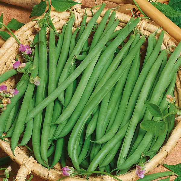 French Bean Plant 'Climbing Cobra'