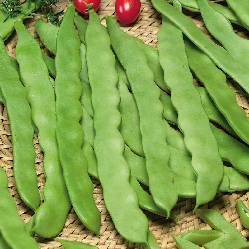 French Bean Climbing Seeds 'Algarve'