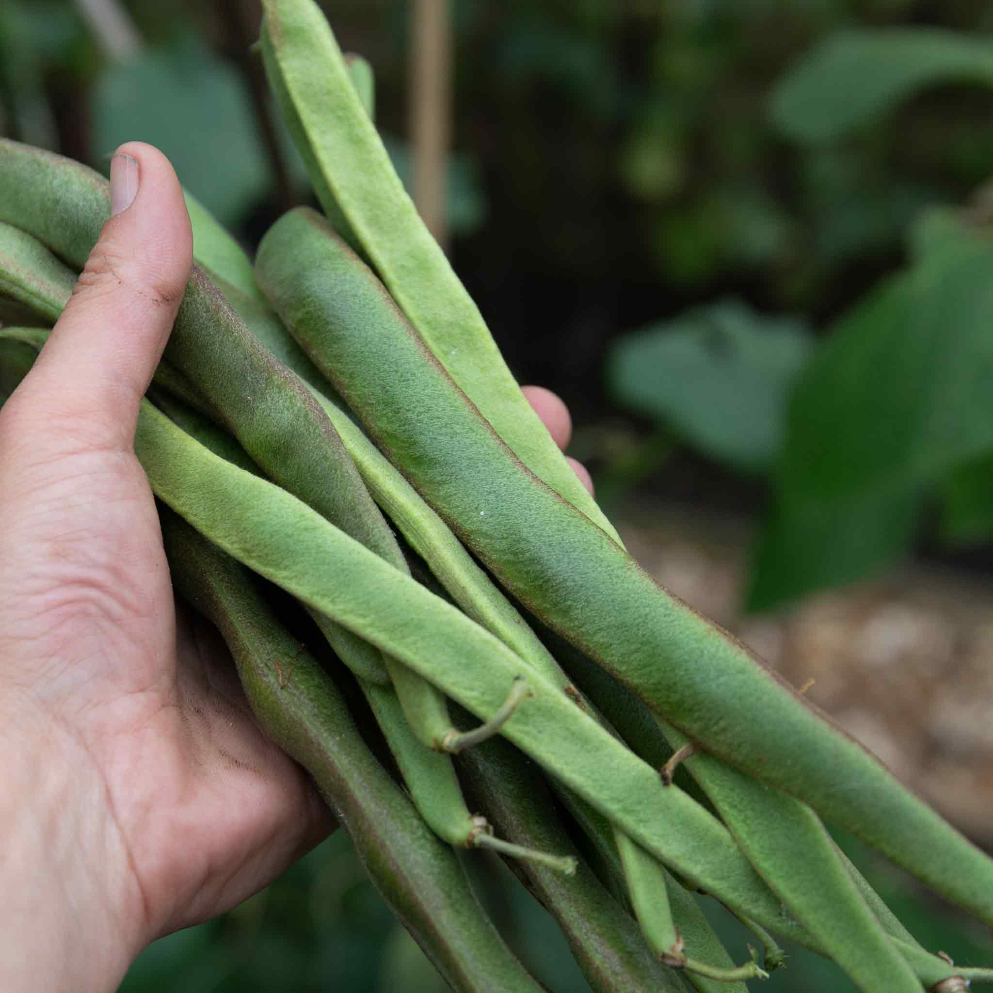 Runner Bean Seeds Enorma