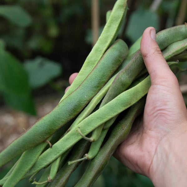 Runner Bean Plant 'Enorma'