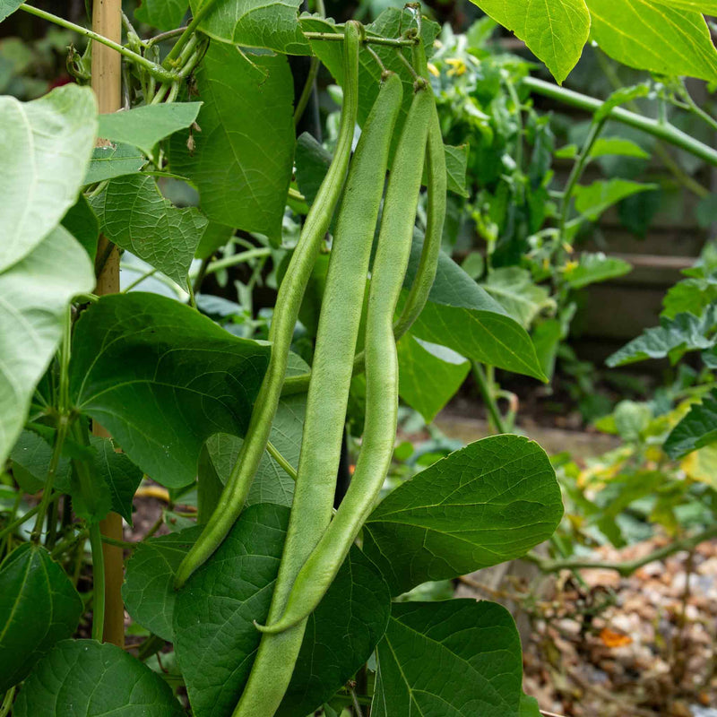 Runner Bean Seeds 'St George'