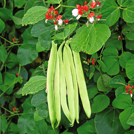 Runner Bean Seeds 'St George'