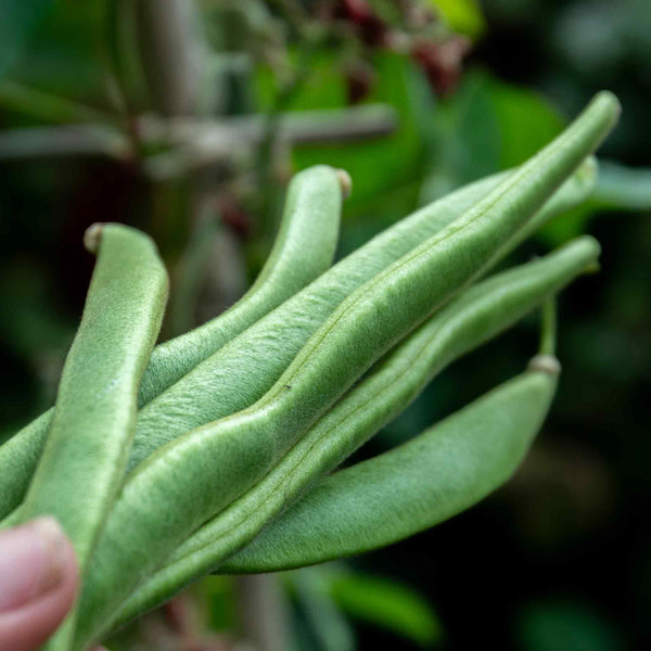 Runner Bean Seeds 'Moonlight'