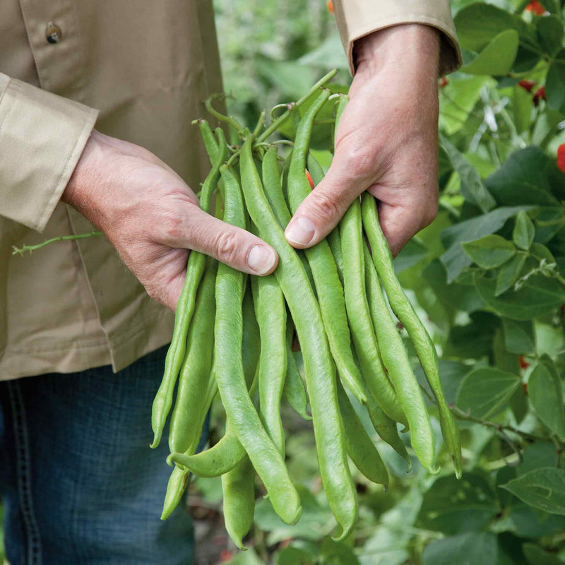 Runner Bean Seeds 'Tenderstar'